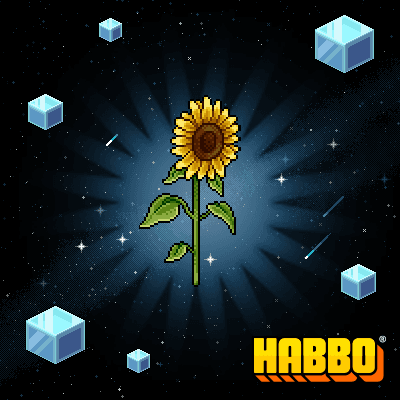 Sunflower Plant